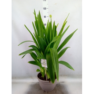 Ornithogalum saundersiae