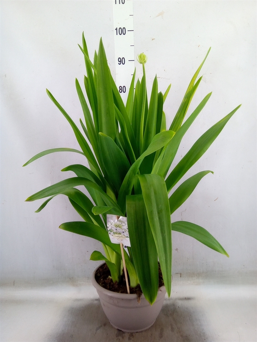 <h4>Ornithogalum saundersiae</h4>