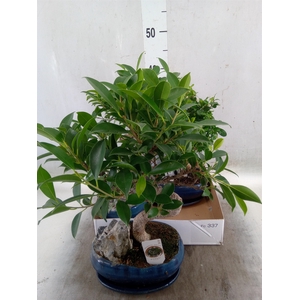 Bonsai   ...mix