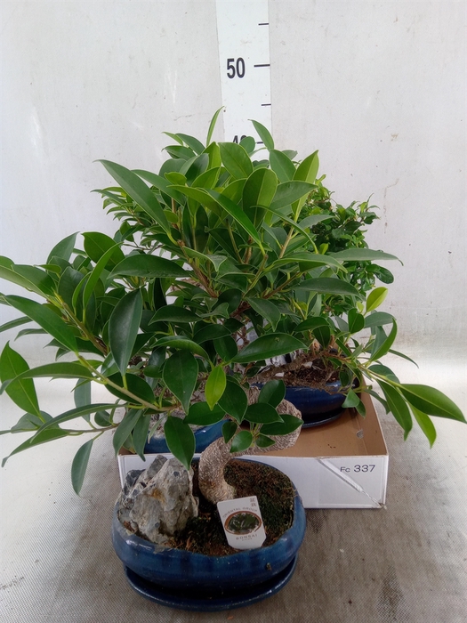 <h4>Bonsai   ...mix</h4>