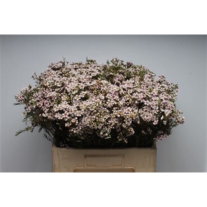 Chamelauc Jupiter Moon