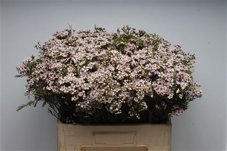 <h4>Chamelauc Jupiter Moon</h4>