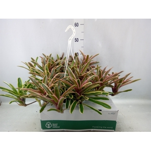 Neoregelia   ...