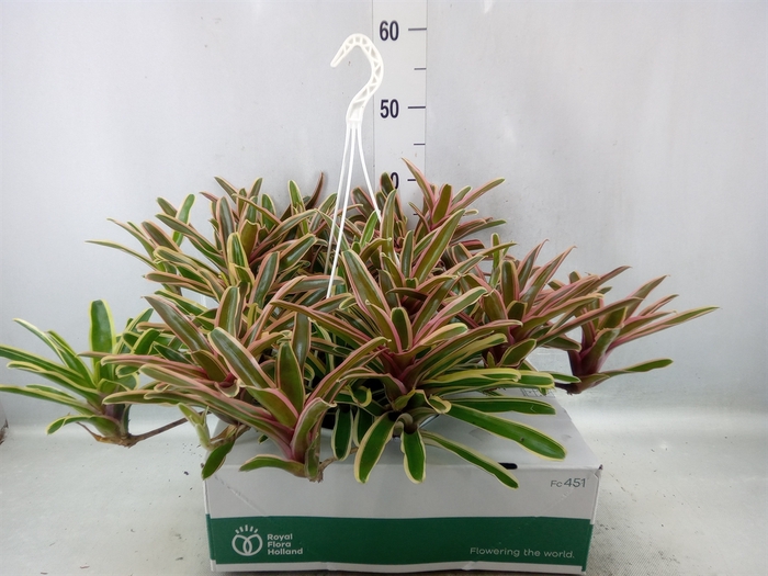 <h4>Neoregelia   ...</h4>