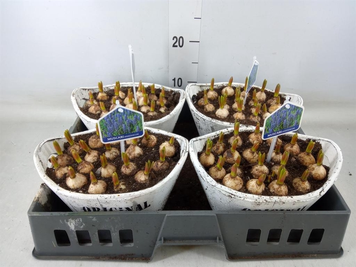 <h4>Arr.  Muscari L%</h4>