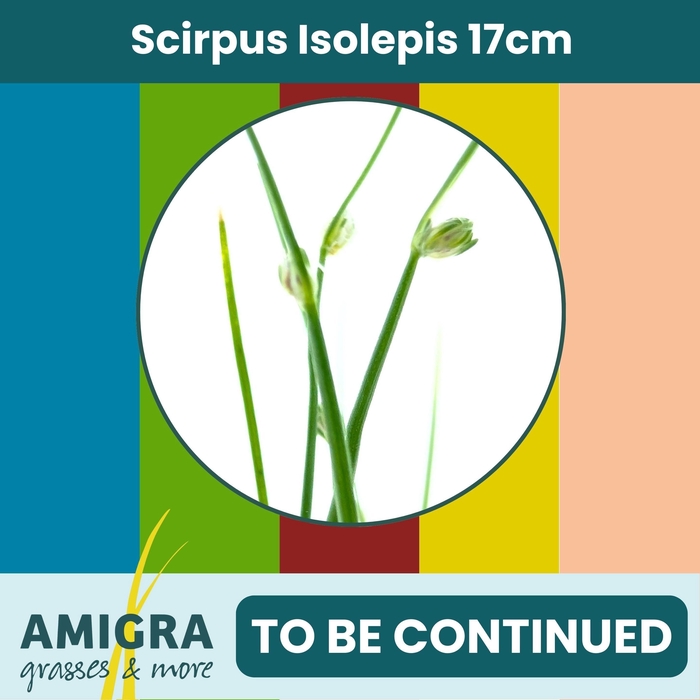 <h4>Scirpus Isolepis</h4>