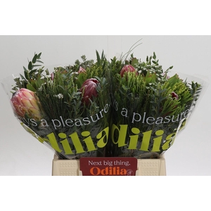 BQ Protea 3 Flowera Tinted