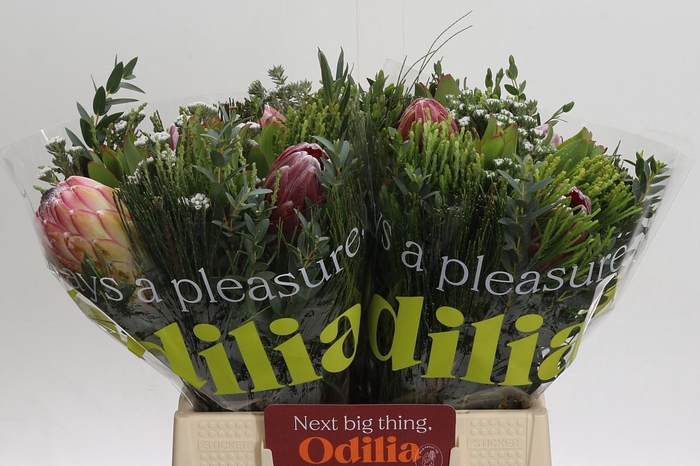 <h4>BQ Protea 3 Flowers Tint</h4>