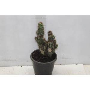 CACTUS CEREUS MONSTRUOSUS P17