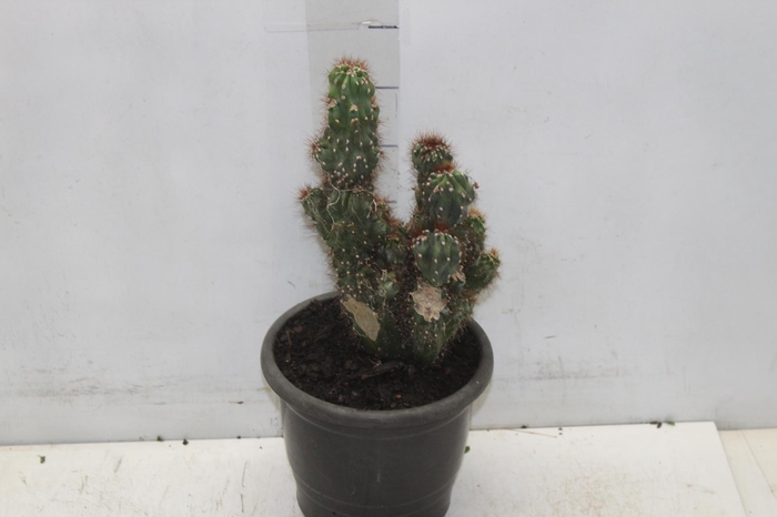 <h4>CACTUS CEREUS MONSTRUOSUS P17</h4>