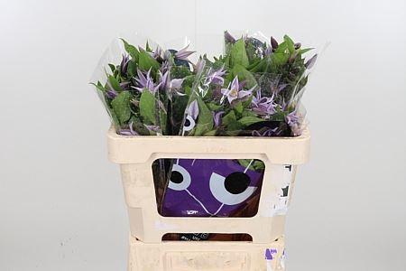 <h4>CLEMATIS STAR RIVER CLEM STAR RIVER</h4>