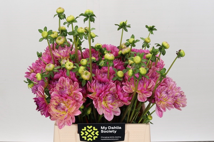 Dahlia Annamarie