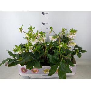 Helleborus ori. 'Verboom Cinderel'