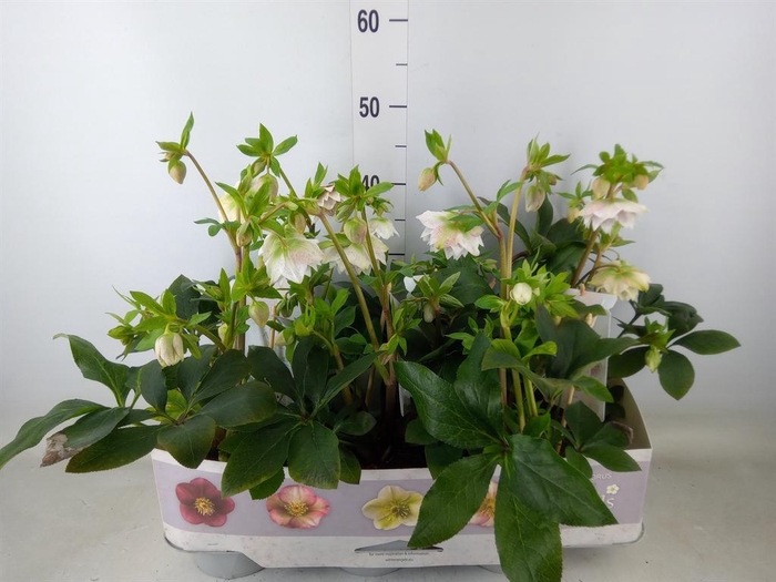 <h4>Helleborus ori. 'Verboom Cinderel'</h4>