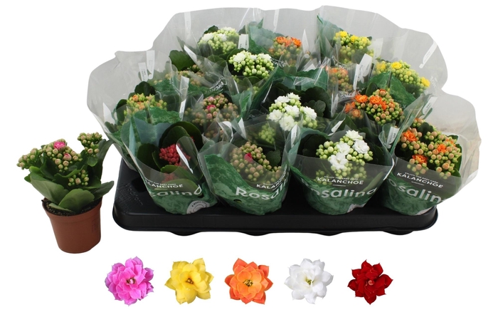 arr8 Kal Ge Ro Gem 5 Kl