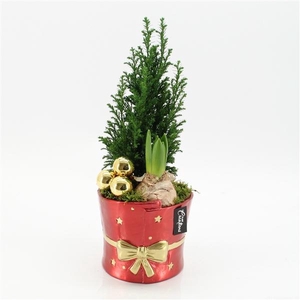 Arrangementen Hyacinthus 6%