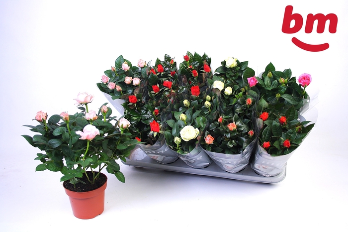 <h4>RO B MONDE GEM 7 SRT</h4>