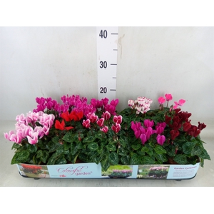 Cyclamen KL   ...patio