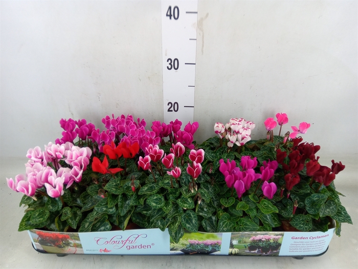 <h4>Cyclamen KL   ...patio</h4>