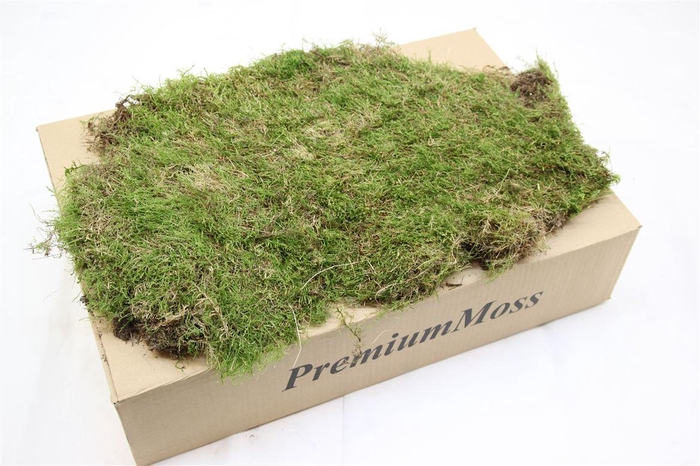 <h4>Mos Platmos ( Droog )</h4>