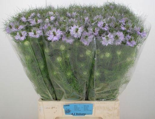 <h4>NIGE D BABY PINK</h4>