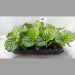 Calathea orbifolia