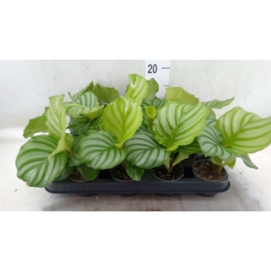 Calathea orbifolia