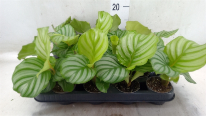 <h4>Calathea orbifolia</h4>