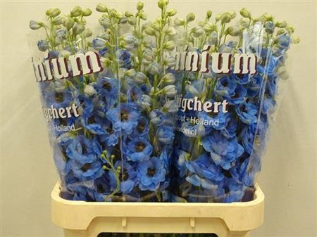 Delph Du Dew Blu Smi