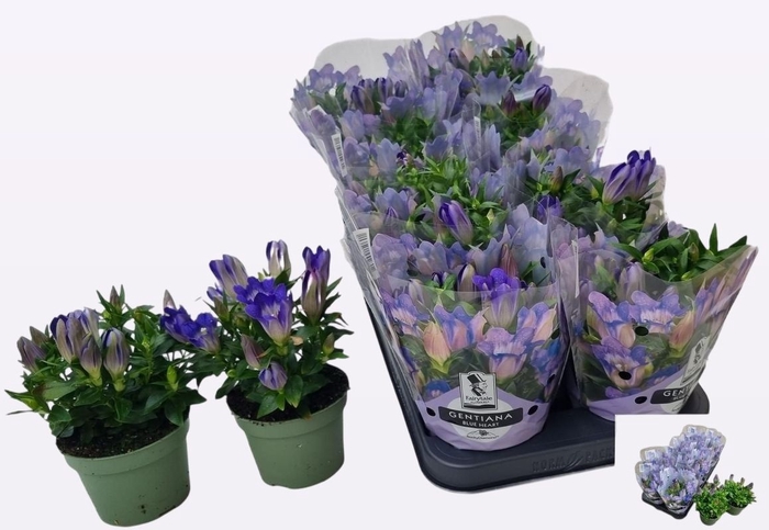 <h4>GENT R D BLUE HEART</h4>