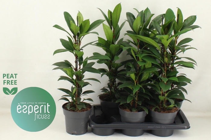 <h4>FIC CYAT COMPACTA</h4>