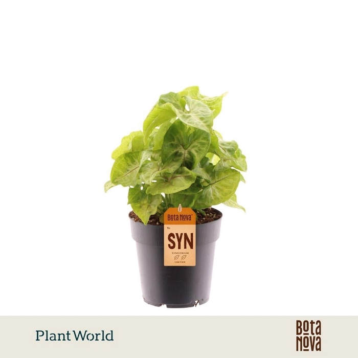 <h4>Syngonium</h4>