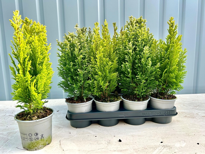 <h4>CONIFEREN GEM</h4>