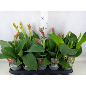 Canna  'Cannova'   ...mix