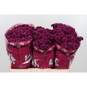 Chr San Aaa Purpetta