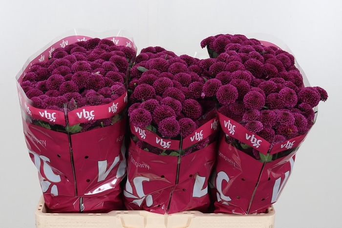 <h4>Chr San Aaa Purpetta</h4>