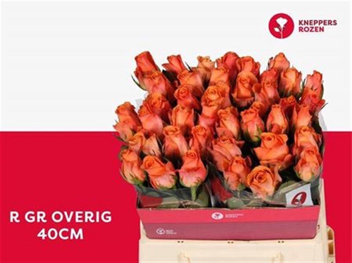 <h4>R Gr Orange Queen</h4>