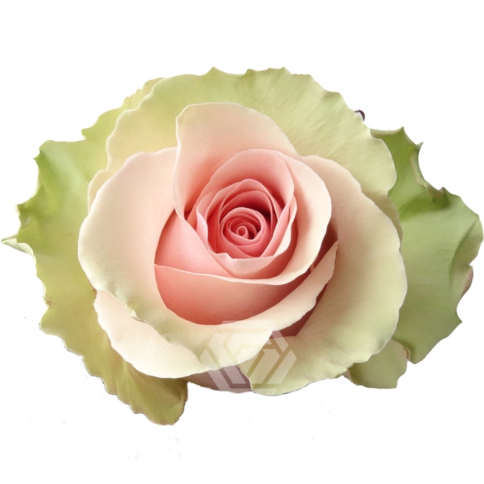 <h4>R GR ABSOLUT IN PINK Tessa</h4>