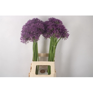 Allium Jackpot