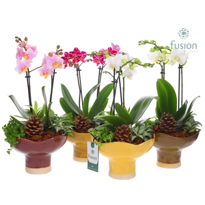 Keramiek schaal Large met Phalaenopsis arrangement