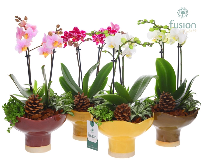 <h4>Keramiek schaal Large met Phalaenopsis arrangement</h4>