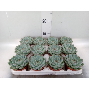 Echeveria   ...