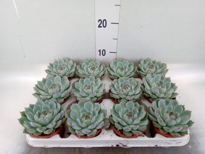 <h4>Echeveria   ...</h4>