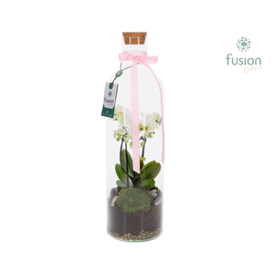 Green Bottle Fles Large met 4 tak Phalaenopsis 24 uurs levertijd