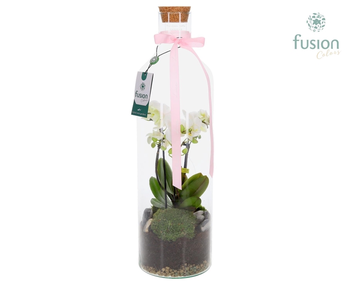 <h4>Green Bottle Fles Large met 4 tak Phalaenopsis 24 uurs levertijd</h4>