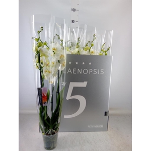 Phalaenopsis   ...white
