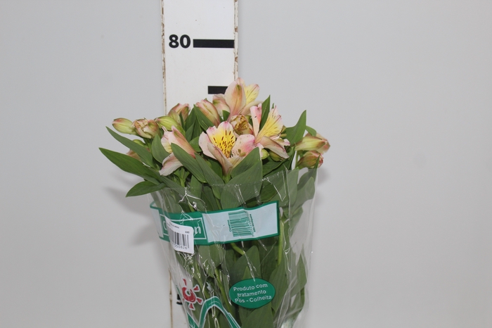 <h4>ALSTROEMERIA ALICE 080 CM</h4>