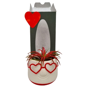 ARR TILLANDSIA
