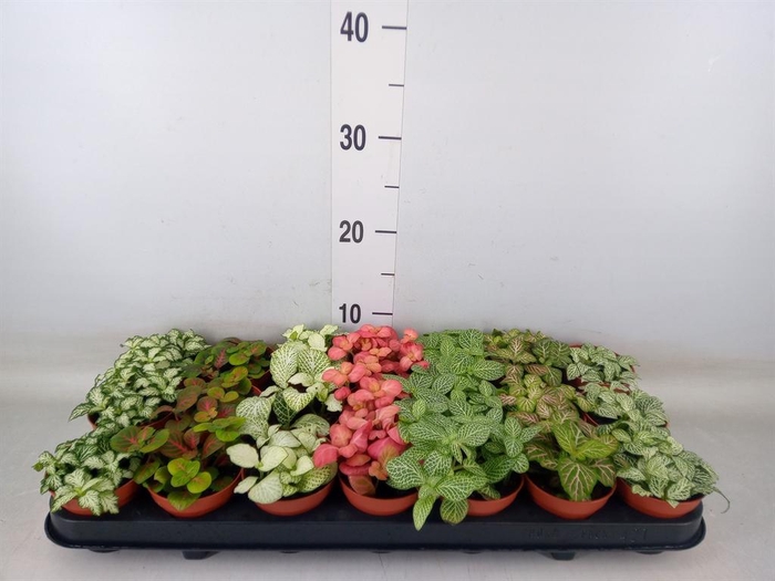 <h4>Fittonia   ...mix 7</h4>