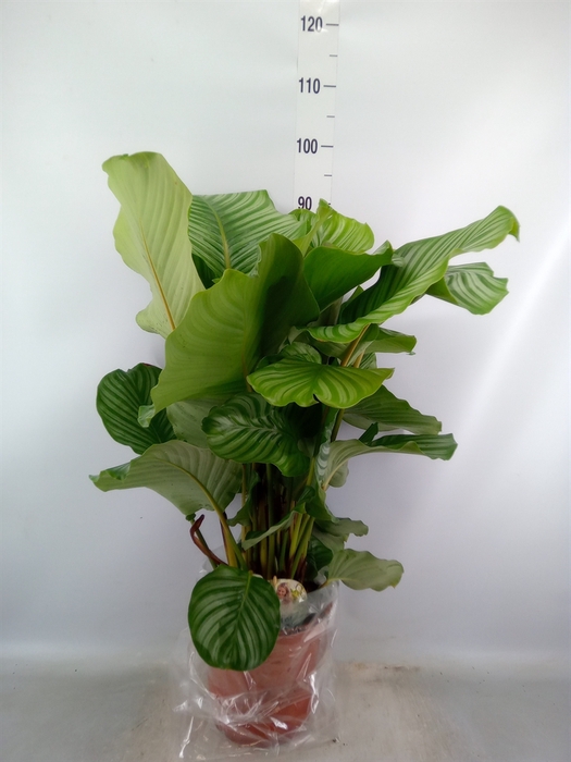 <h4>Calathea orbifolia</h4>